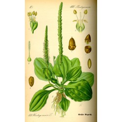 Plantain 250 gr