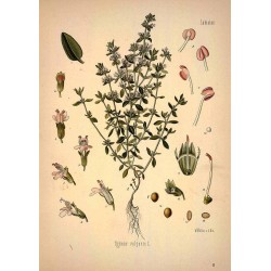Thyme 250 gr