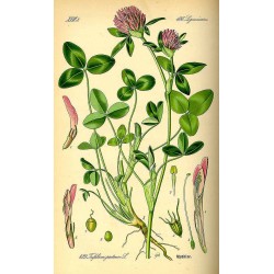 Red Clover 1 kg