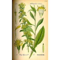 Goldenrod 500 gr