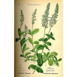 Véronique 250 gr