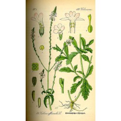 Verveine 250 gr