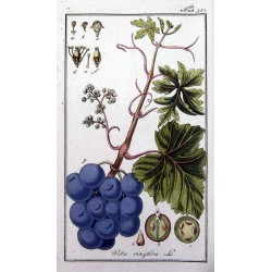 Vigne rouge 250 gr