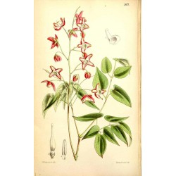 Horny Goat Weed 1 kg