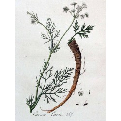 Caraway Seed 250 gr
