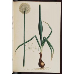 Shallots 250 gr