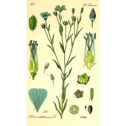 Whole Linseed 500 gr