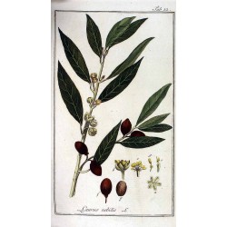 Laurier Feuilles Entières 250 gr
