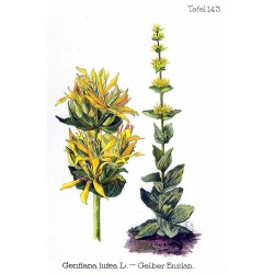 Gentiane Racine 250 gr