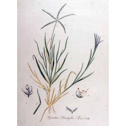 Quackgrass 250 gr