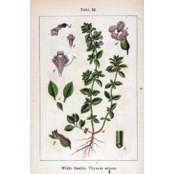 Winter Savory 250 gr