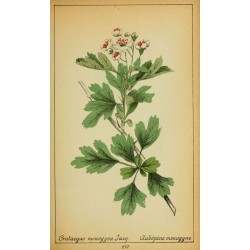 Aubepine Fleur et Feuilles 250 gr
