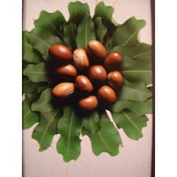 Beurre de karité bio & équitable vrac 250 gr