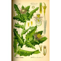 Blessed Thistle 250 gr