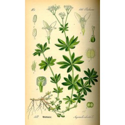 Sweet Woodruff 250 gr