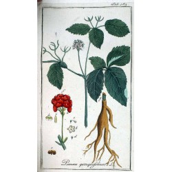 Ginseng Racine -adaptogène