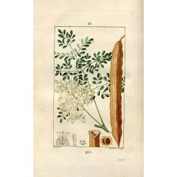 moringa feuilles 250 gr