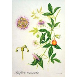 Passiflore 250 gr