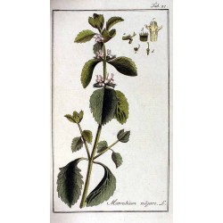 White Horehound 500 gr