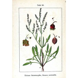 Sheep Sorrel 250 gr