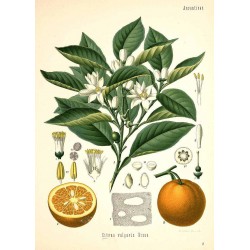 Bitter Orange 250 gr