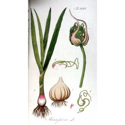 Ail Granulé 250 gr