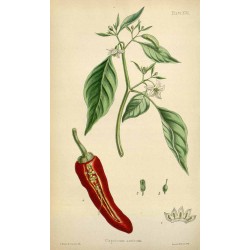 Ground Paprika 1 kg