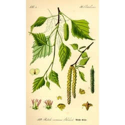 Bouleau Feuille 250 gr