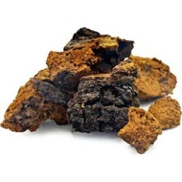 Chaga (chunks) - Inonotus obliquus