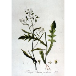Bourse à Pasteur 250 gr