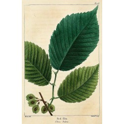 Elm Powder 1 kg