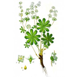 Alchemille 250 gr