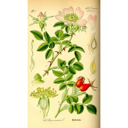 Rose Hips Cut 250 gr