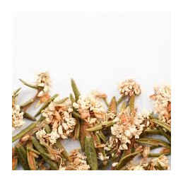 Labrador tea - Rhododendron groenlandicum