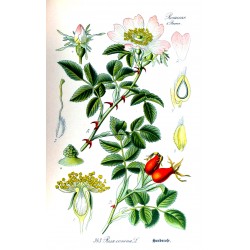 Rose Hips 250 gr
