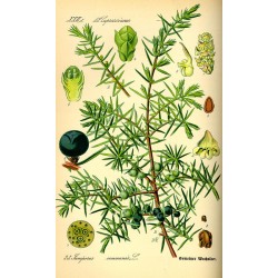 Juniper Berry 250 gr