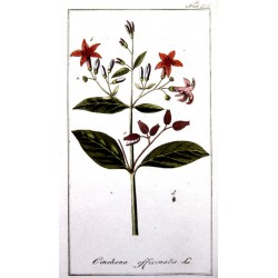 Quinquina 250 gr