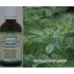 Fenugrec