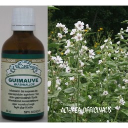 Guimauve
