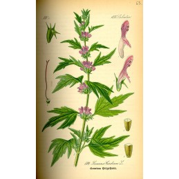 Motherwort - Leonurus cardiaca