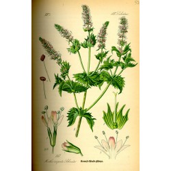 Menthe Douce 250 gr