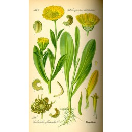 Calendula , Marigold - Calendula officinalis