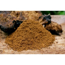 Chaga (powder) - Inonotus obliquus