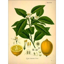 Lemon (chopped peels) - Citrus limonum