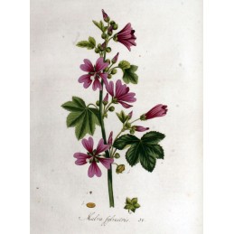 Mauve Feuille (coupe fine) - Malva sylvestris