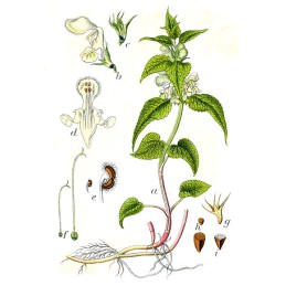 White Nettle - Lamium album