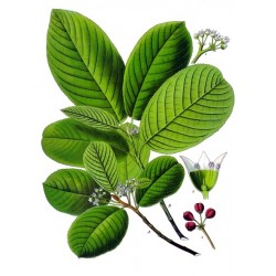 Cascara Sagrada 250 gr