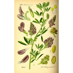 Alfalfa 250 gr