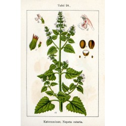 Cataire 250 gr