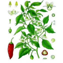 Ground Cayenne 250 gr